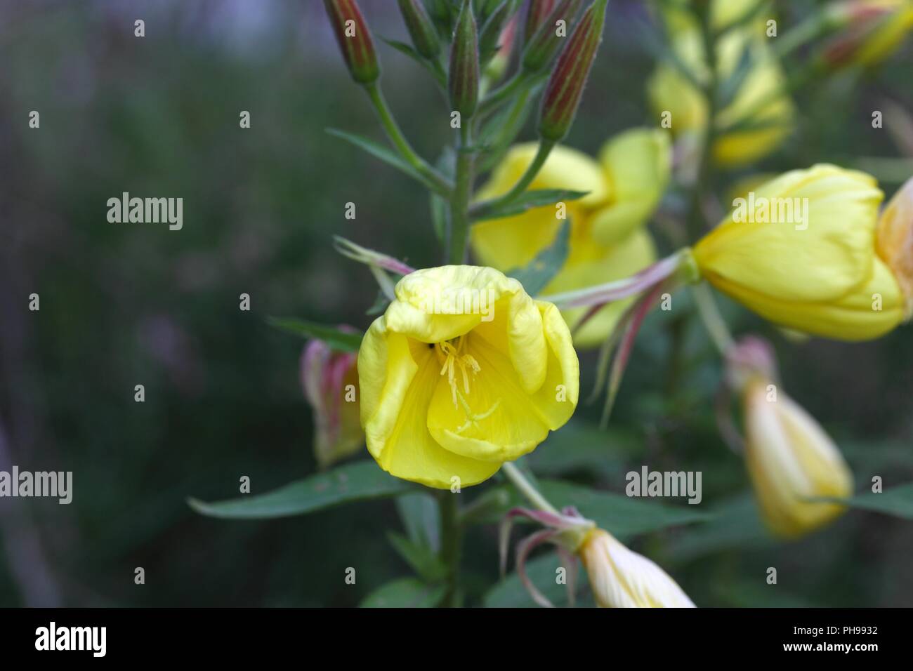 Evening Primerose (oenothera biennis) Foto Stock