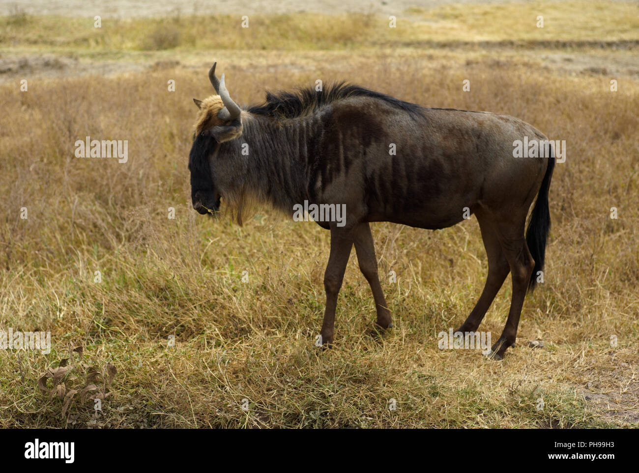 Gnu nel cratere di Ngorongoro, Tanzania Foto Stock