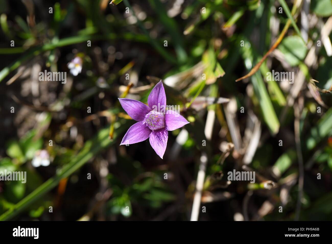 Chiltern genziana (Gentianella germanica) Foto Stock