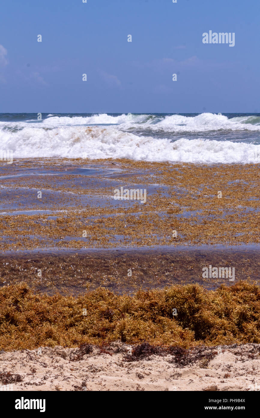Messicano spiagge dei Caraibi sono sotto stress tremendo. Invasione Sargasso dovuti ai cambiamenti climatici e al riscaldamento globale è fuori controllo. Pesce popu Foto Stock