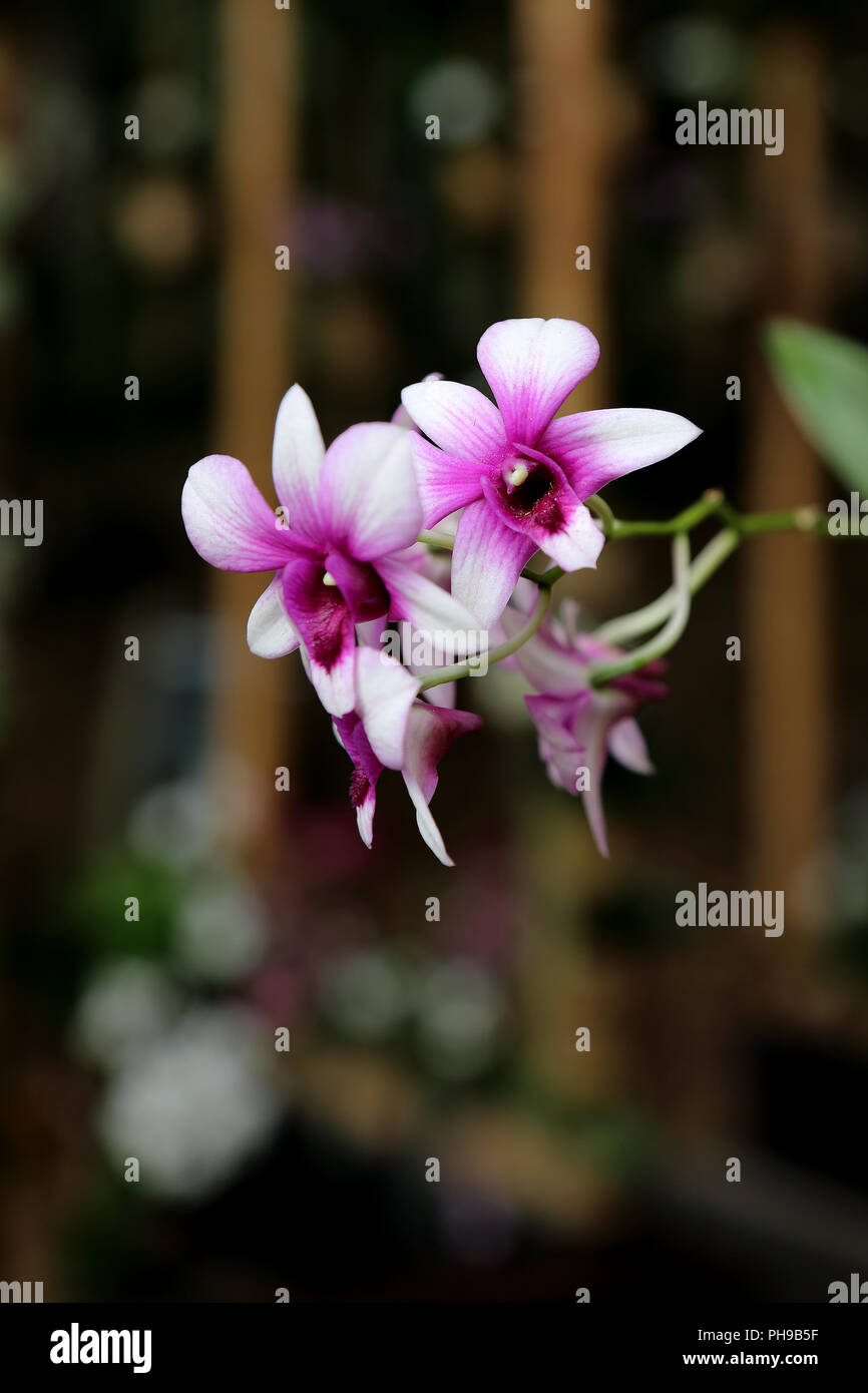 Fiori di orchidea appendere nella parte anteriore di un telaio di bambù Foto Stock