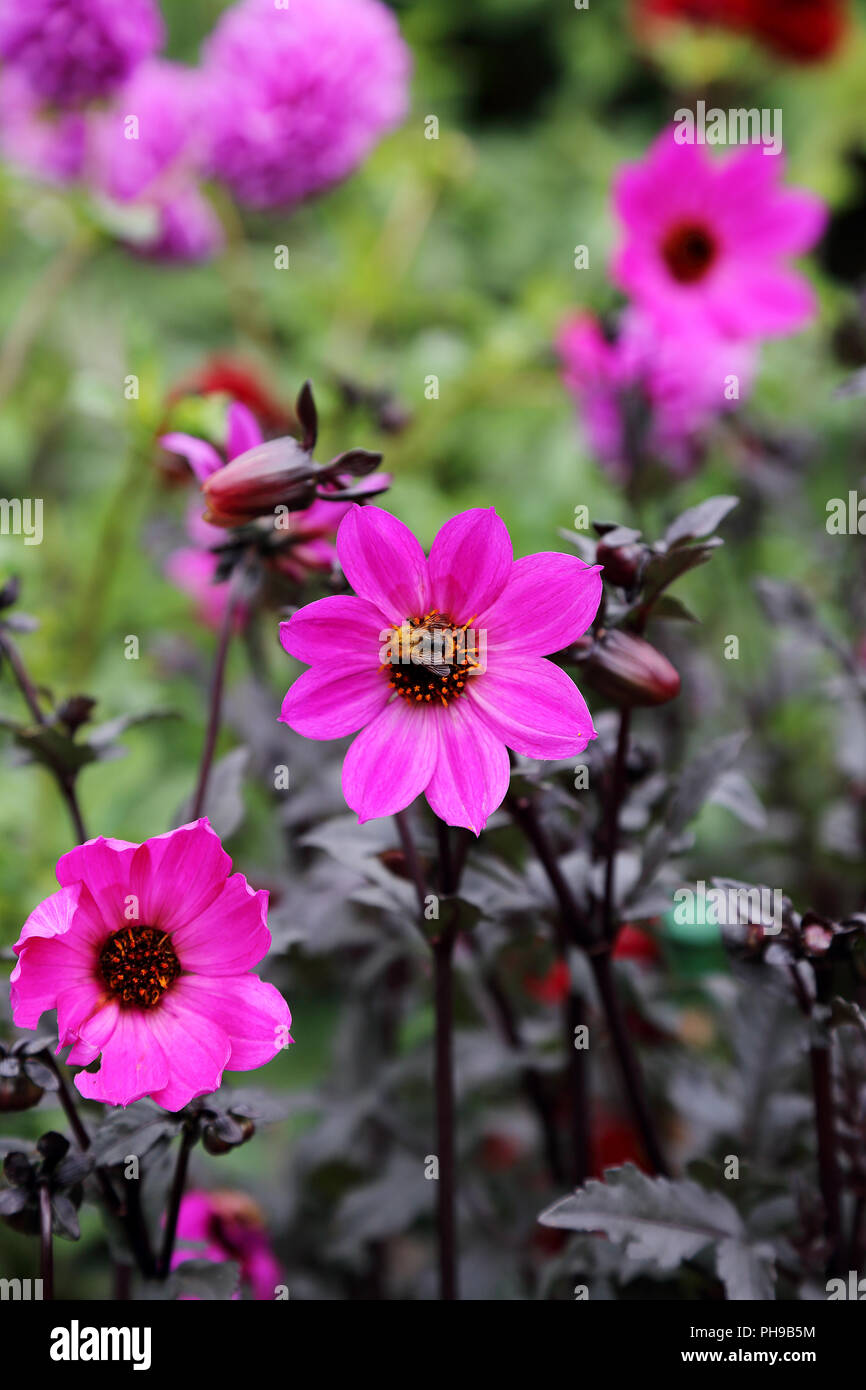 Un'ape raccoglie il polline di un fiore Foto Stock