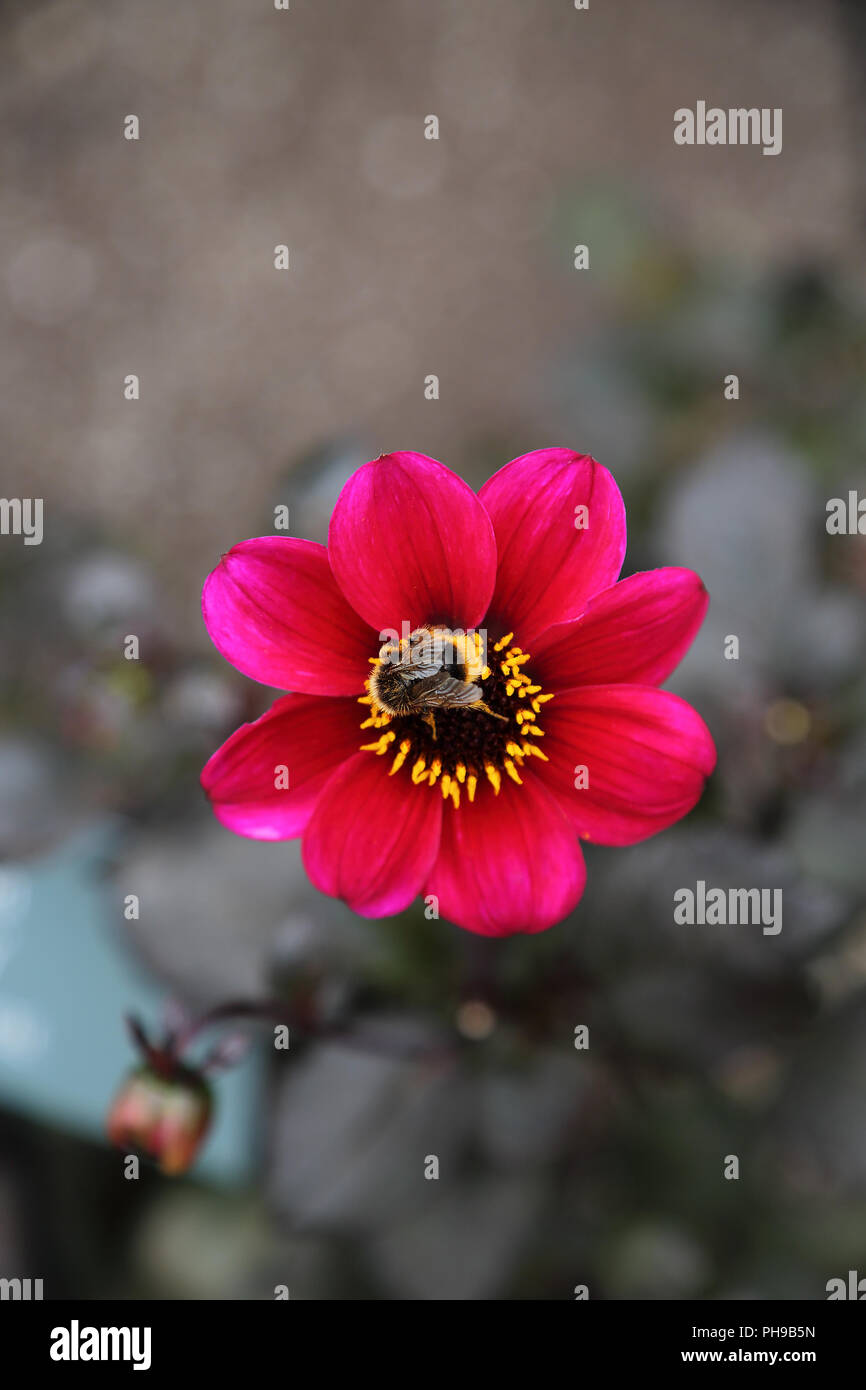 Un'ape raccoglie il polline di un fiore Foto Stock