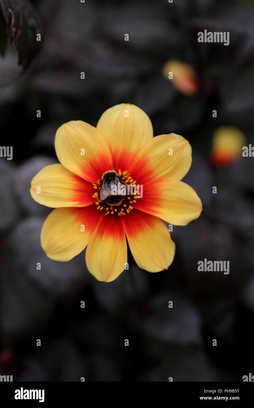 Un'ape raccoglie il polline di un fiore Foto Stock