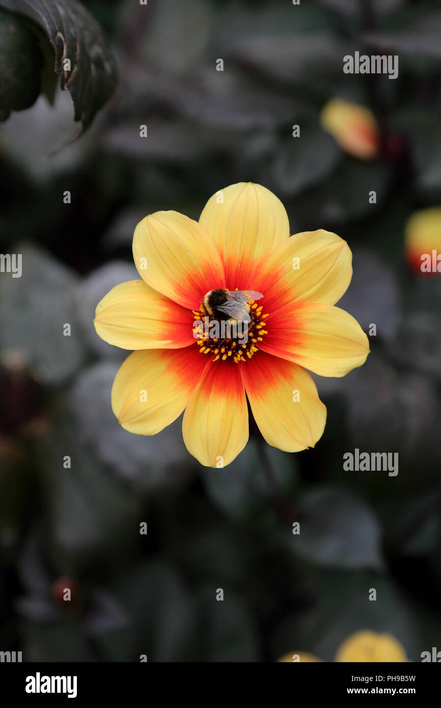 Un'ape raccoglie il polline di un fiore Foto Stock