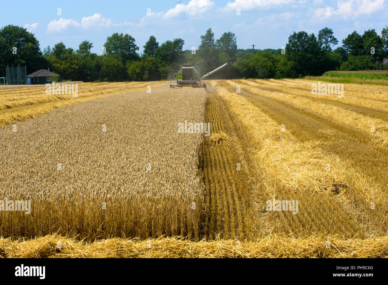 Una macchina mietitrebbiatrice è occupato per mietere il grano nel summr in Germania Foto Stock