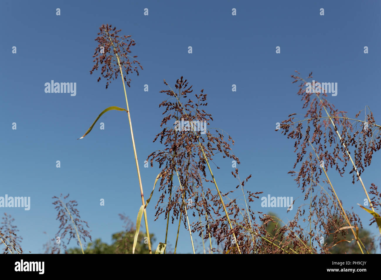 Punte del cereale Sorghum bicolor con un cielo blu. Foto Stock