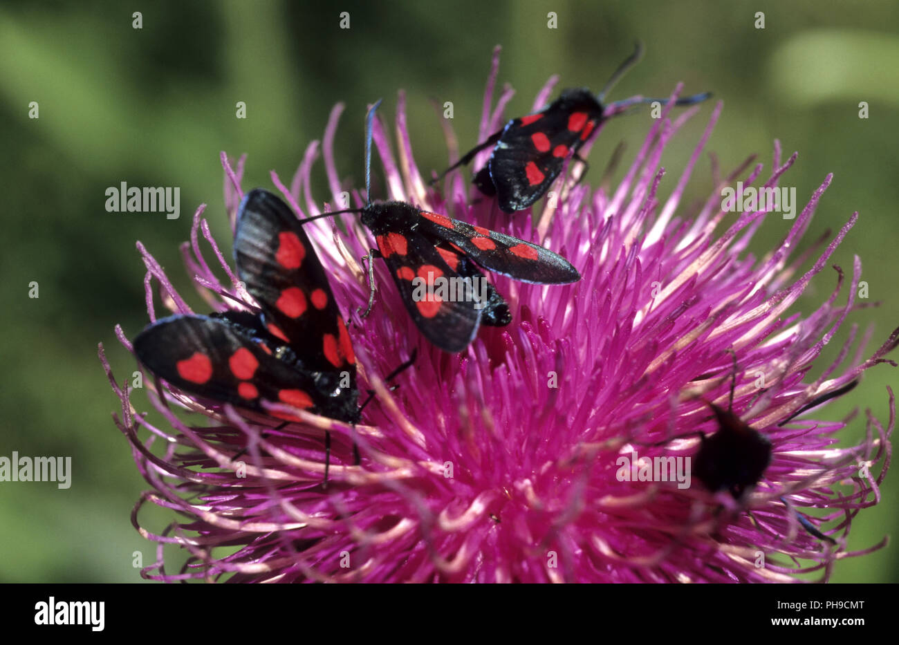 Butterfly, mountain Burnett, Burnett moth. Foto Stock