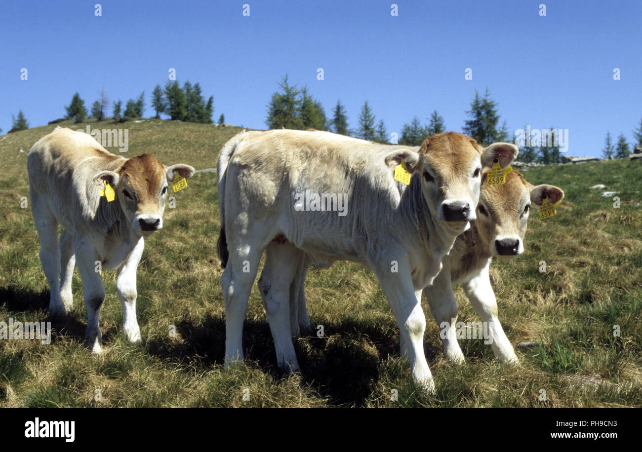 Mucche sul pascolo Foto Stock