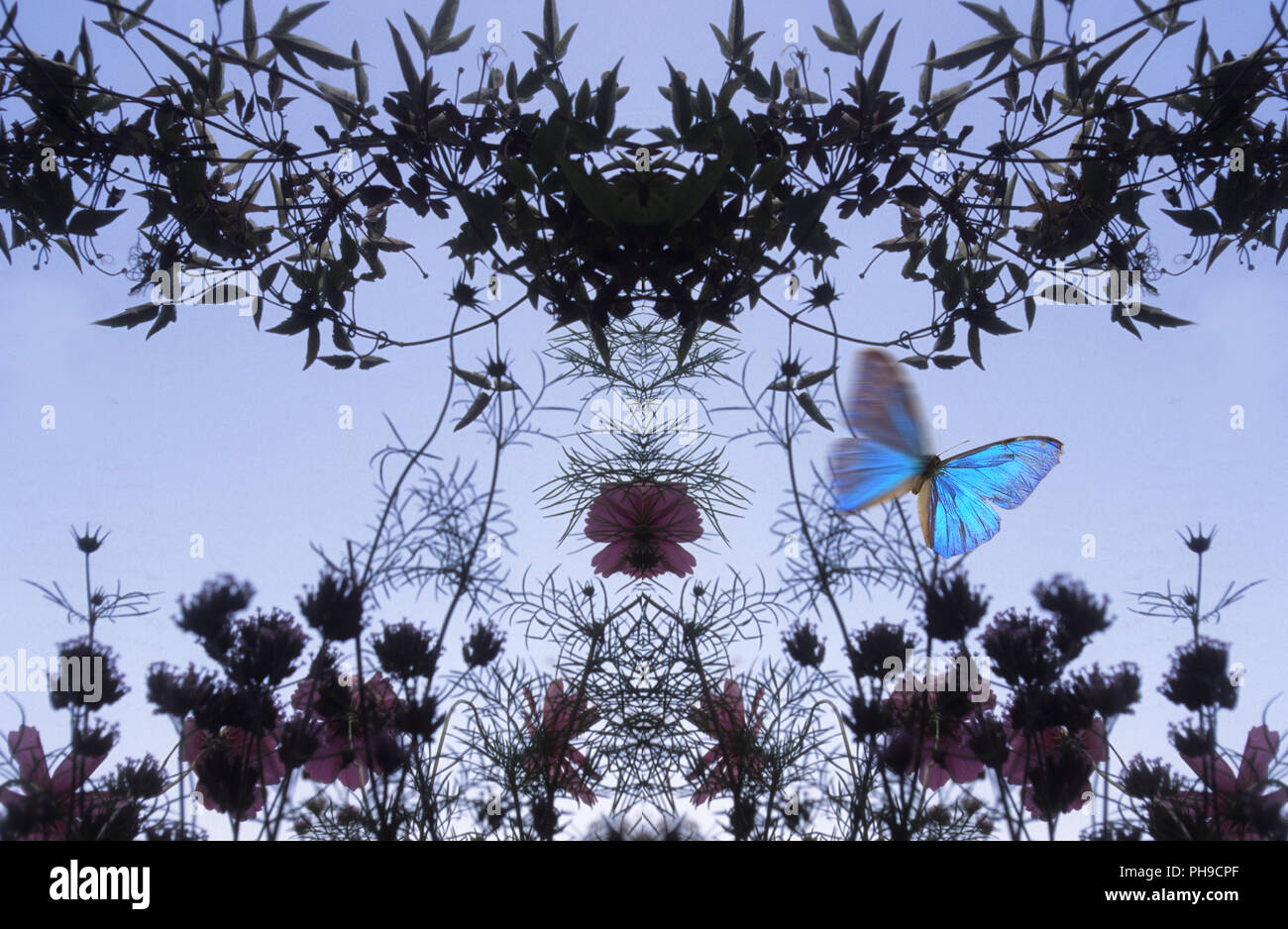 Garden Dream, impressione floreale Foto Stock
