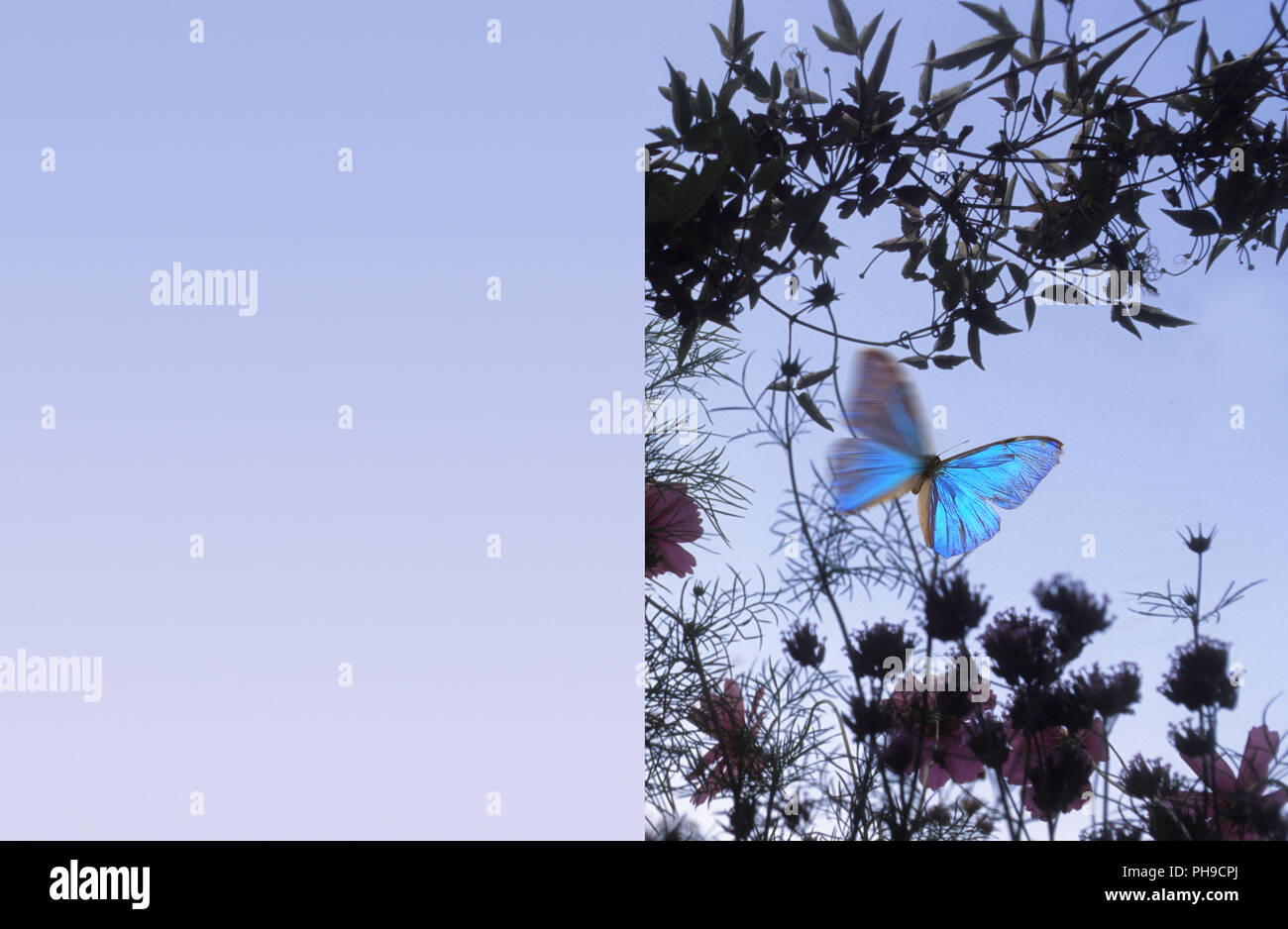 Viticci floreali e butterfly Foto Stock