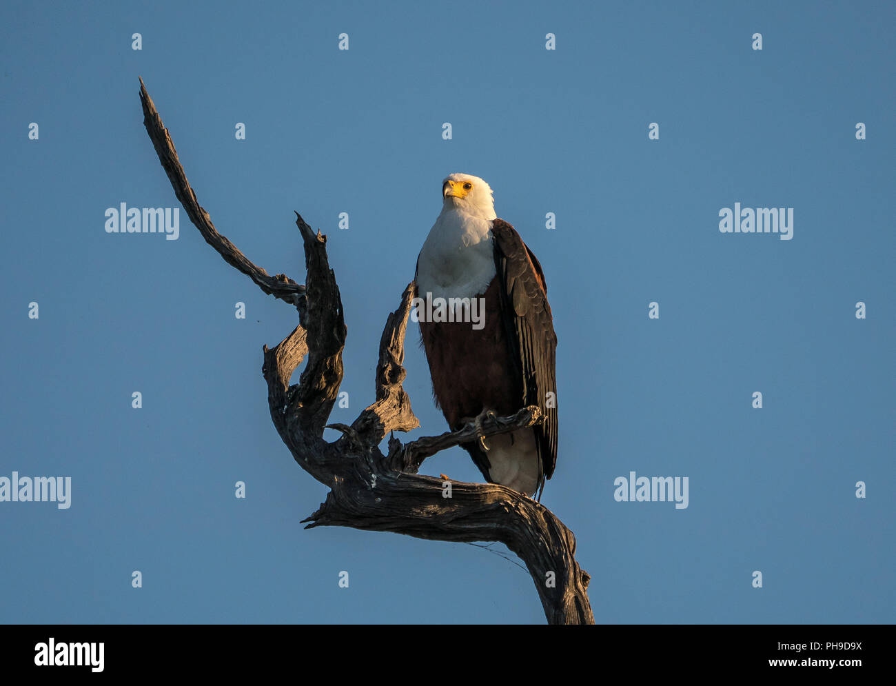 Un pesce africano aquila appollaiato su un ramo di albero. Foto Stock