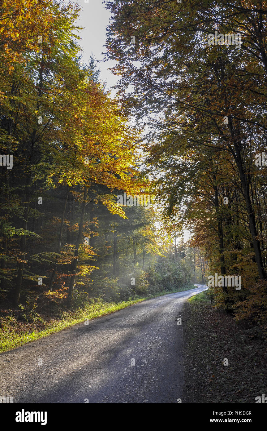 Autunno in una foresta nei dintorni di Schwaebisch Hall, Germania Foto Stock