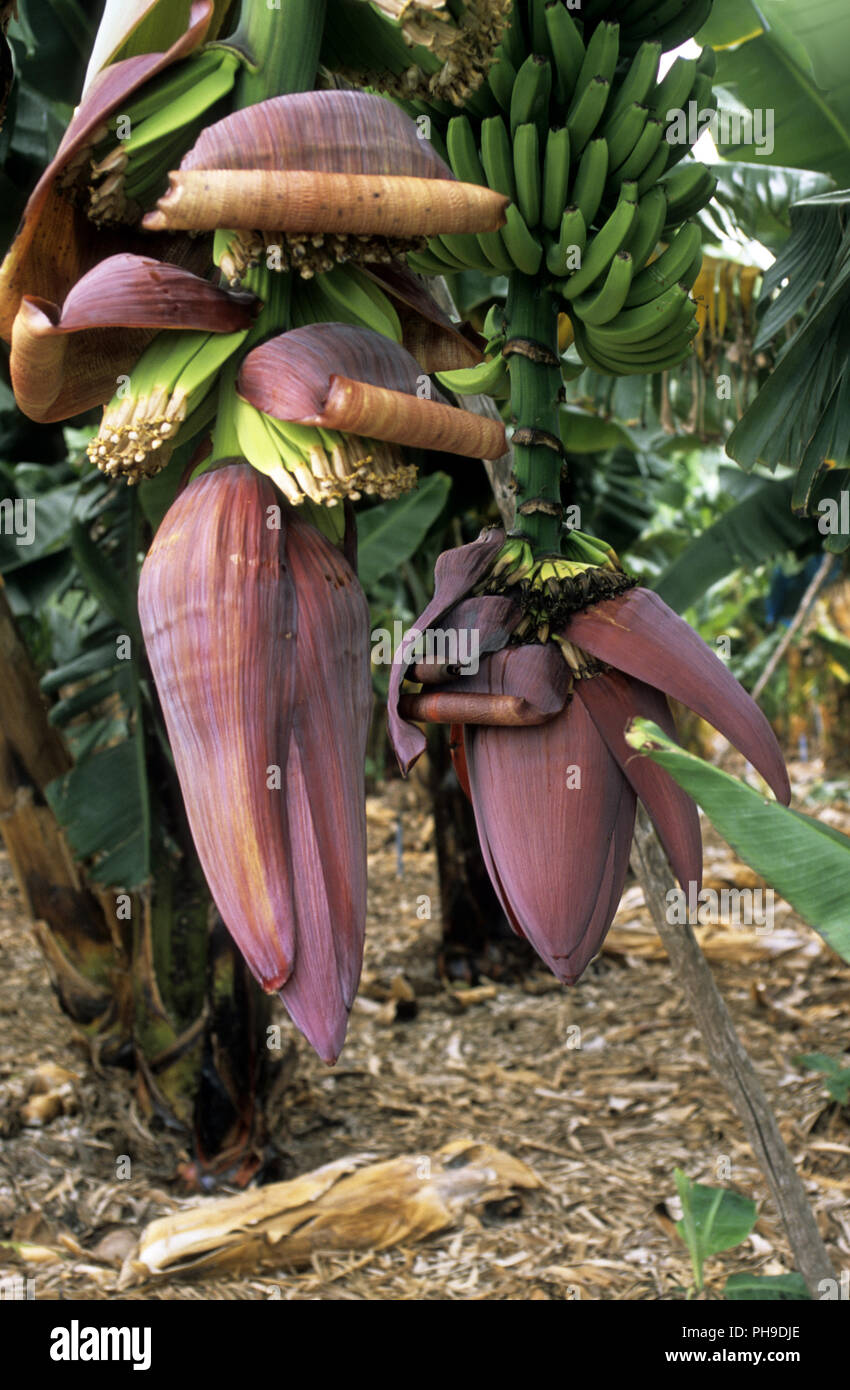 Piante di banana, La Palma Foto Stock