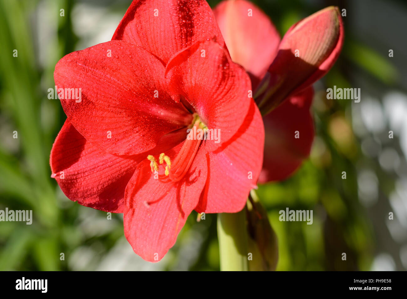 Rosso brillante fioritura amaryllis - closeup e profondità di campo Foto Stock