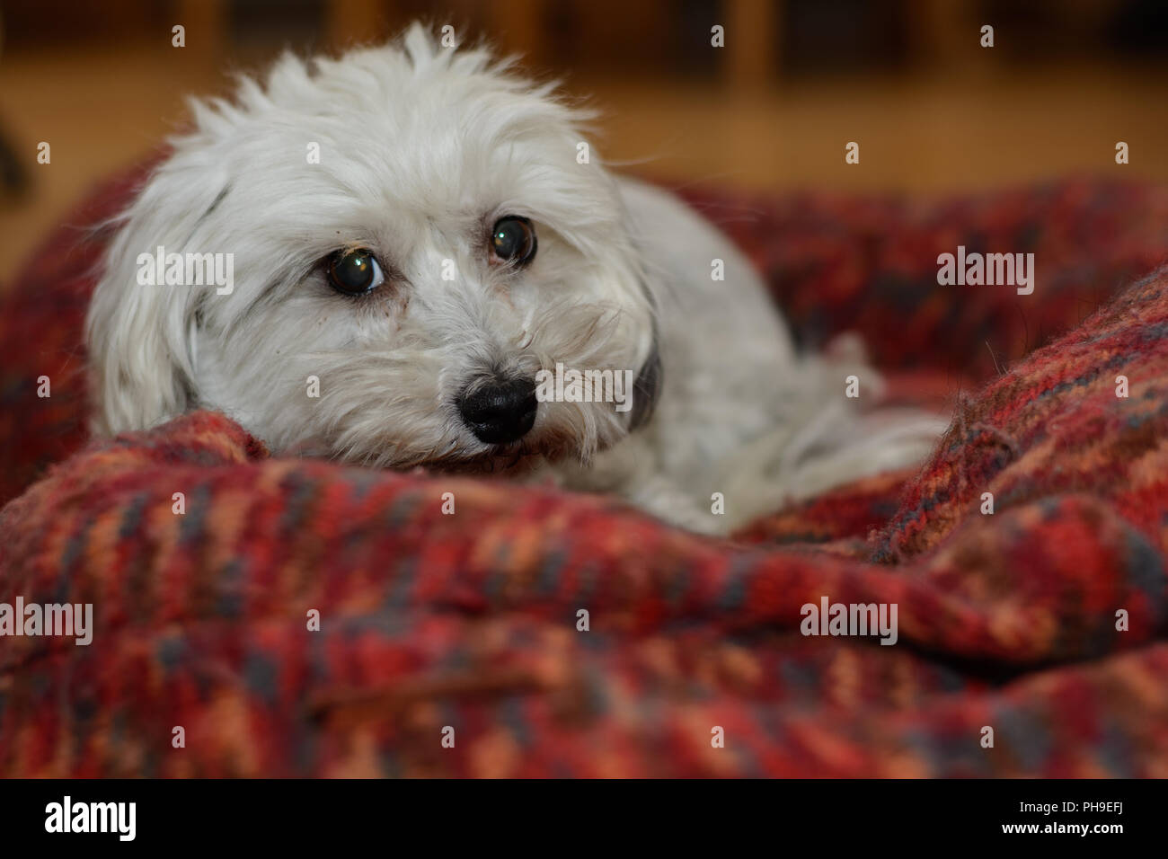 Cane bianco nel suo big dog bed - Havanese Foto Stock