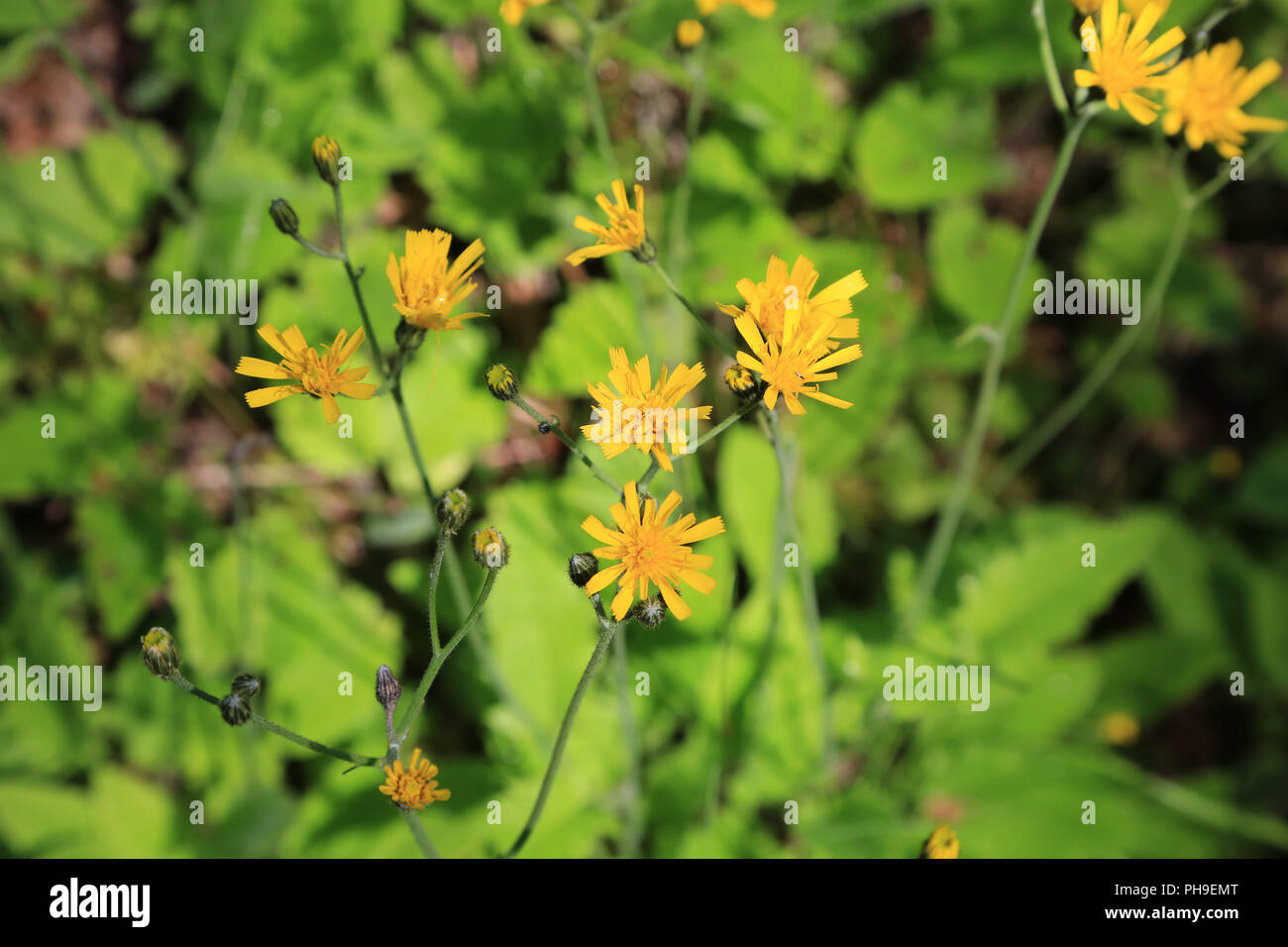 Nipplewort, lapsana communis Foto Stock