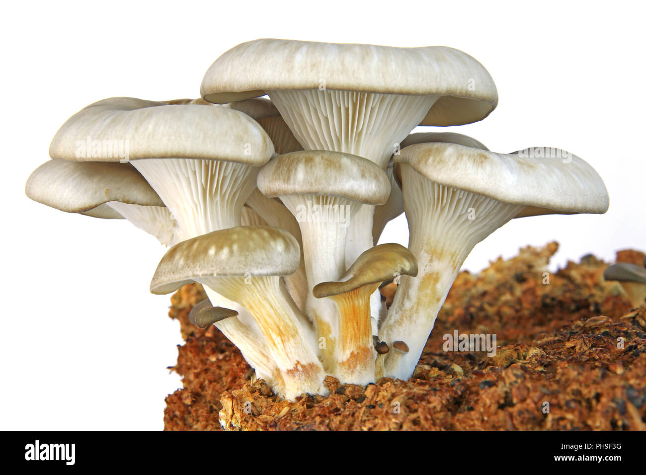 Oyster (fungo Pleurotus ostreatus) Foto Stock