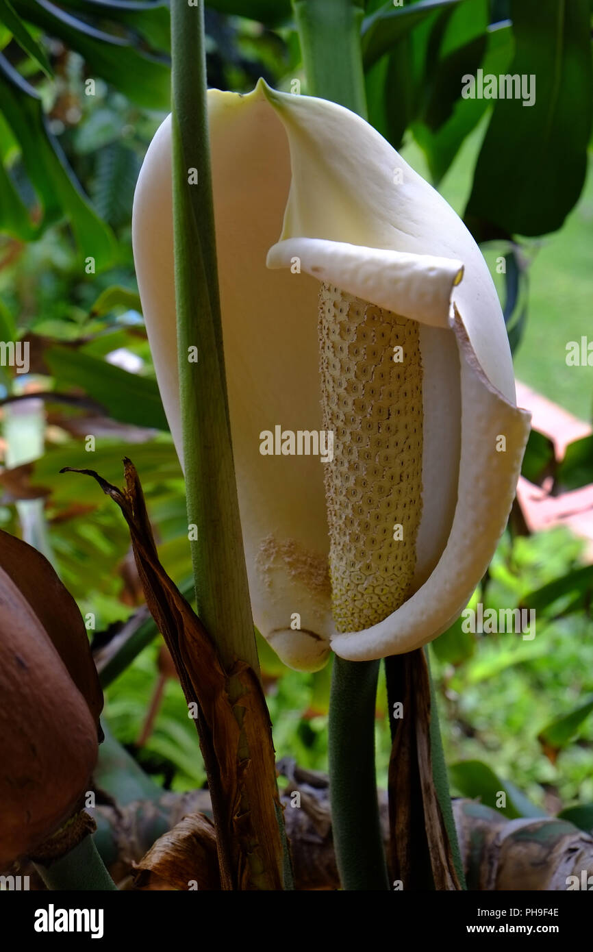 Monstera deliciosa, fiore della finestra leaf Foto Stock