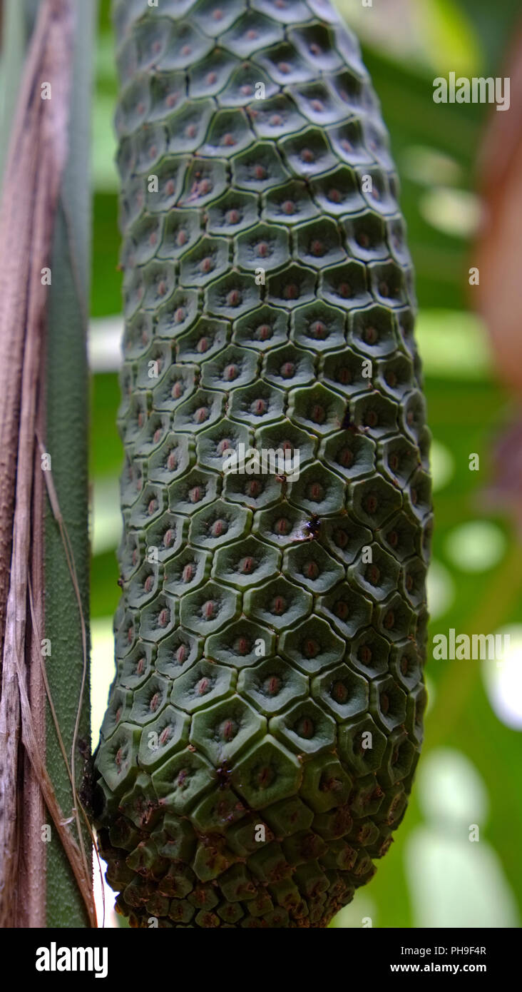 Frutta commestibili della finestra di foglia, Monstera deliciosa Foto Stock