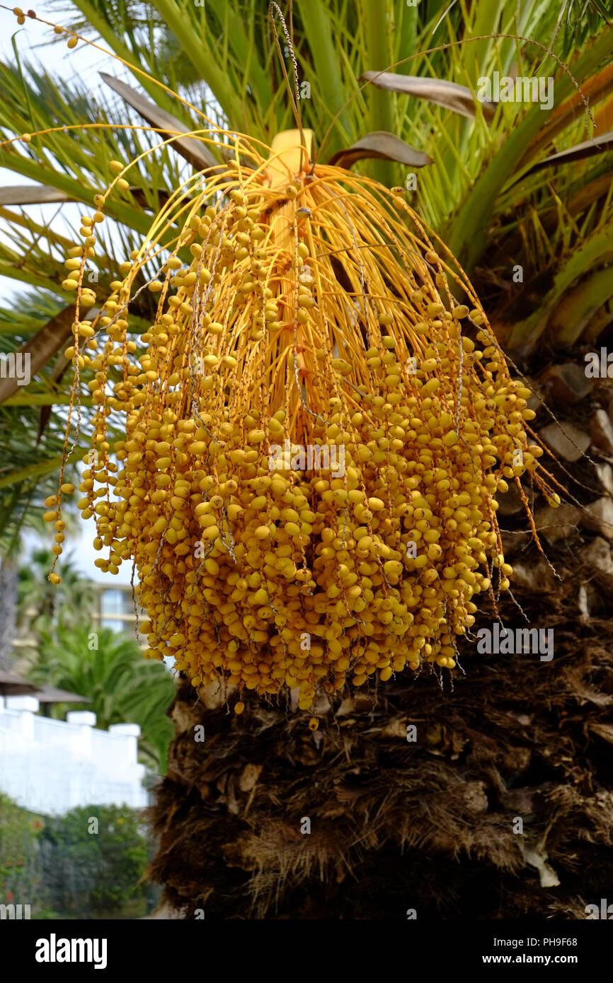 Data canarie palm, seme head Foto Stock