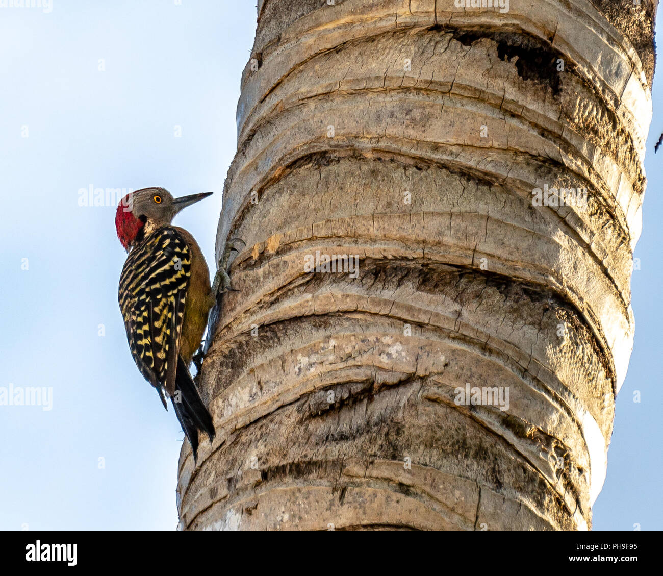 Bayahibe Repubblica Dominicana, 27 agosto 2018. Un picchio Hispaniolan (Melanerpes striatus) su un albero di palma. Foto di Enrique Shore Foto Stock