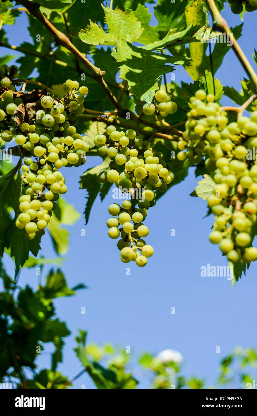 Acerbi grappoli di uva Foto Stock