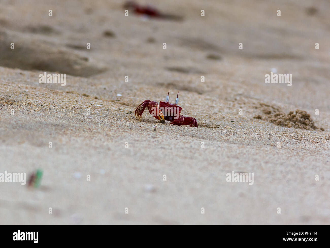 Granchio rosso nella spiaggia di chennai Foto Stock