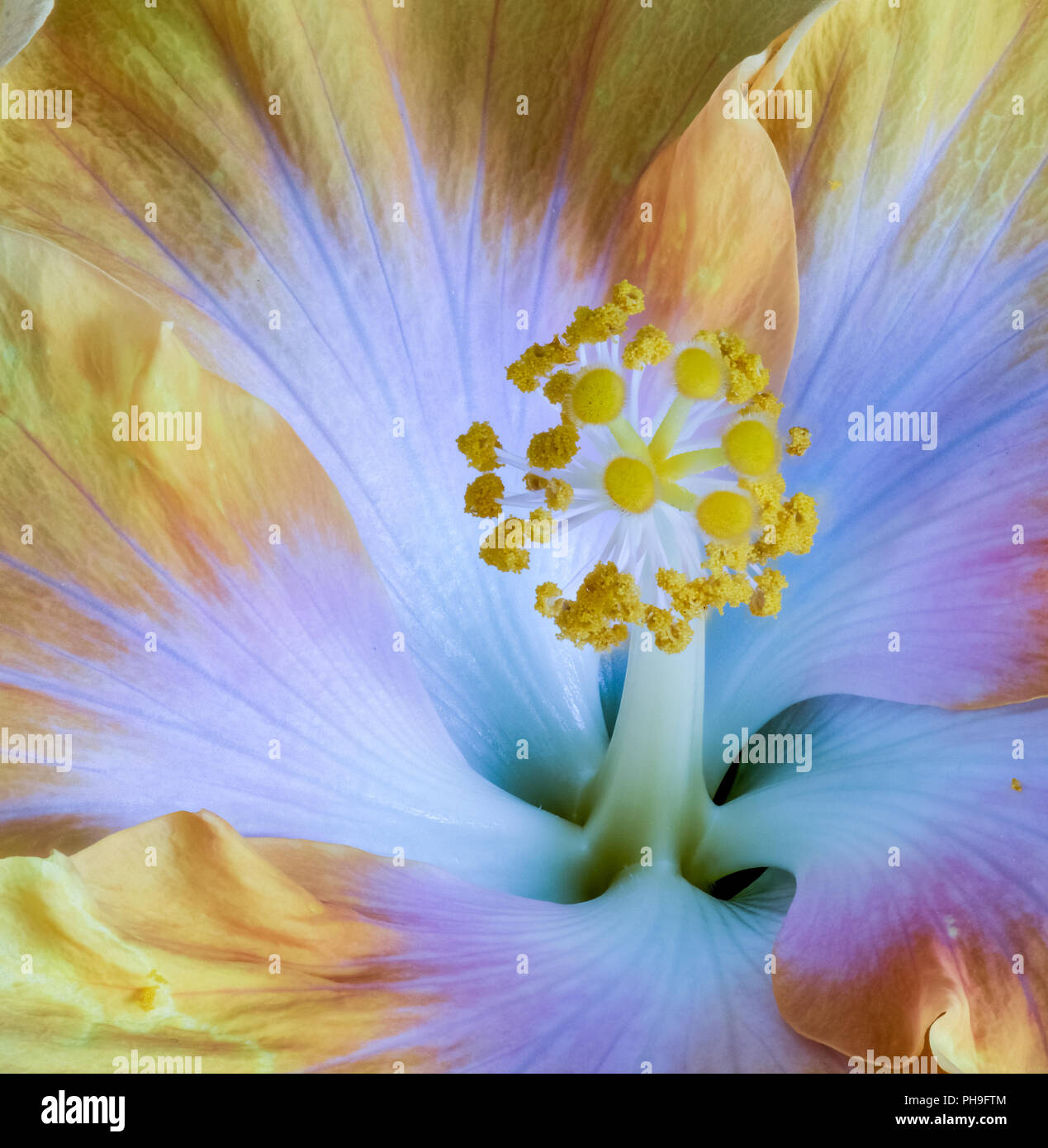 Colore Floreale Di Fiori Macro Immagine Di Un Pistillo Di Un