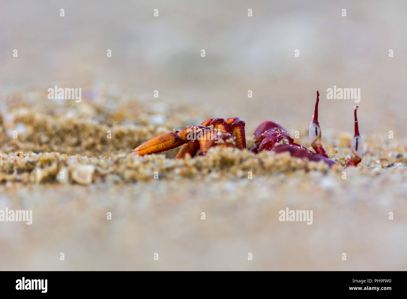 Granchio rosso nella spiaggia di chennai Foto Stock