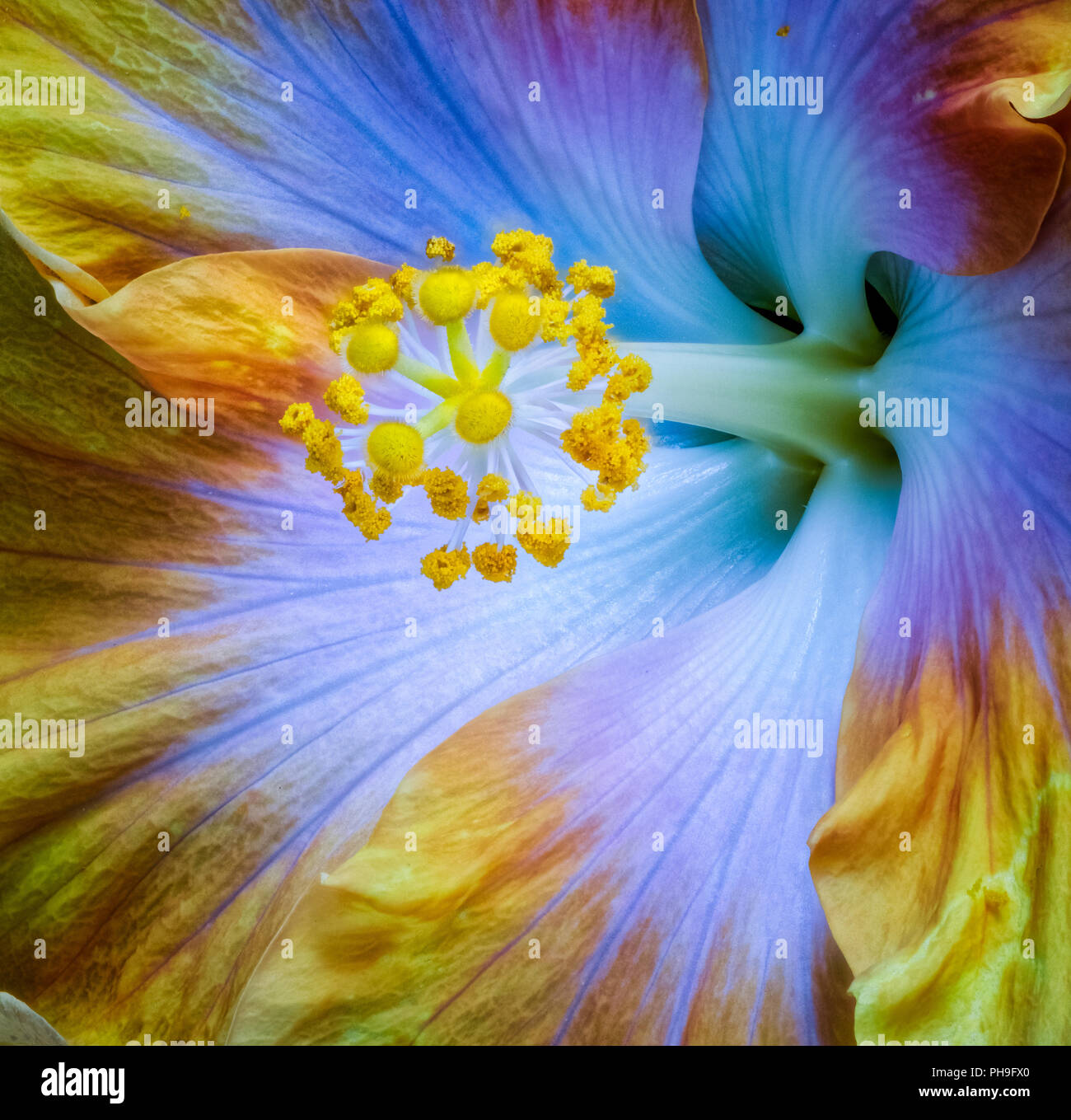 Fiori Colorati Fiori Macro Immagine Del Pistillo Di Un Singolo Isolato Aperto Fiore Blu Violetto Giallo Fiore Di Hibiscus Texture Dettagliate Rainbow Foto Stock Alamy