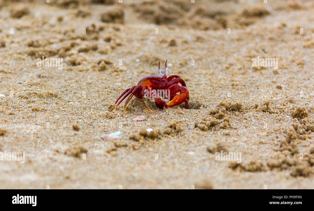 Granchio rosso nella spiaggia di chennai Foto Stock