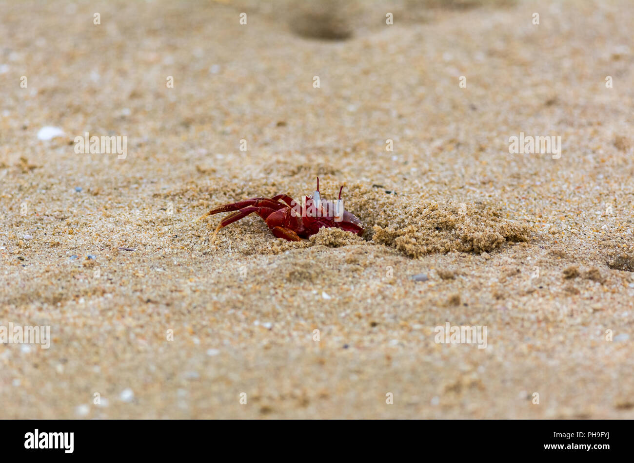 Granchio rosso nella spiaggia di chennai Foto Stock