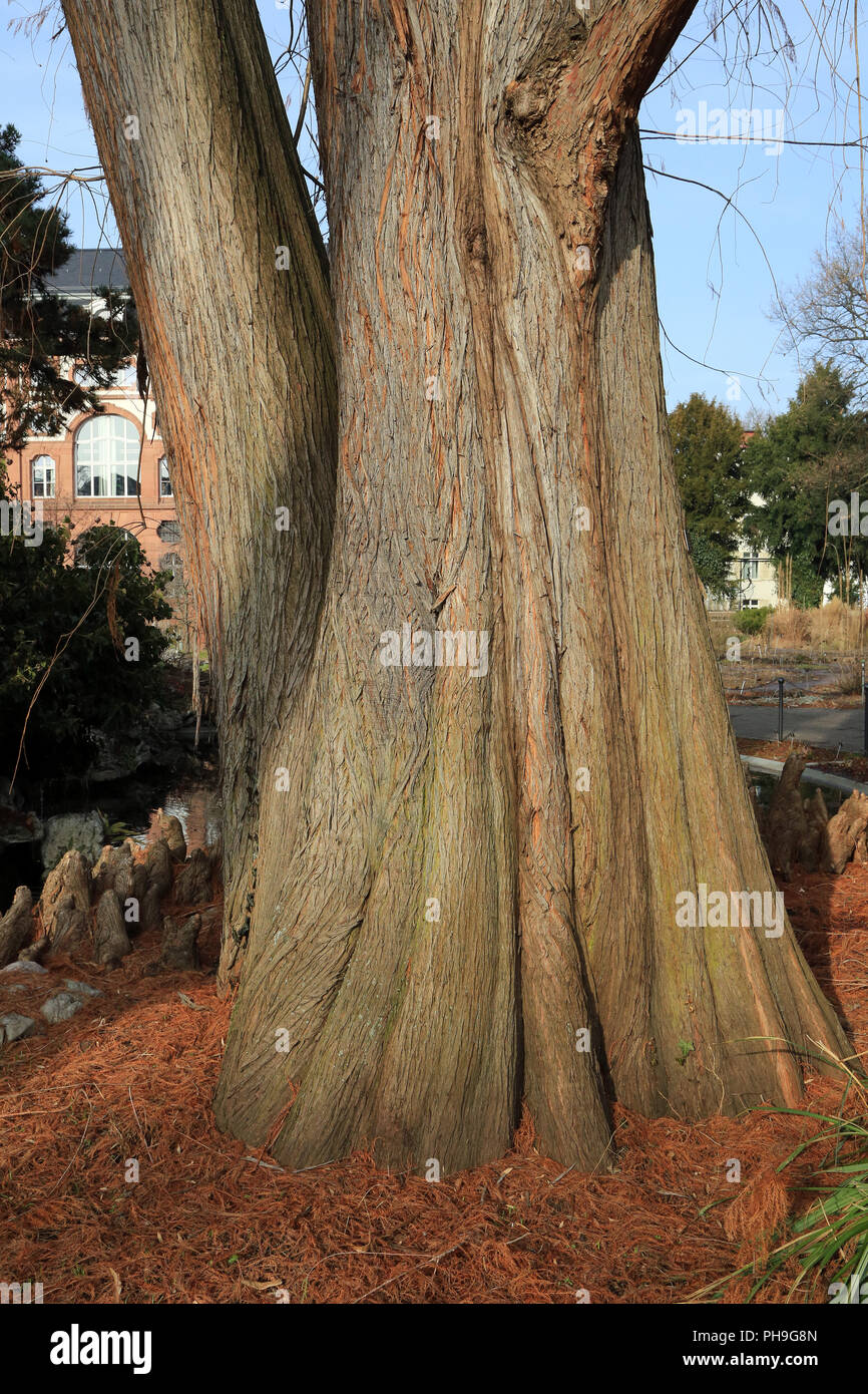 Cipresso calvo con cipressi ginocchia, Taxodium distichum Foto Stock