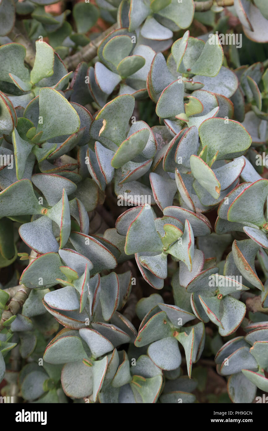 Silver Dollar impianto, Crassula arborescens Foto Stock