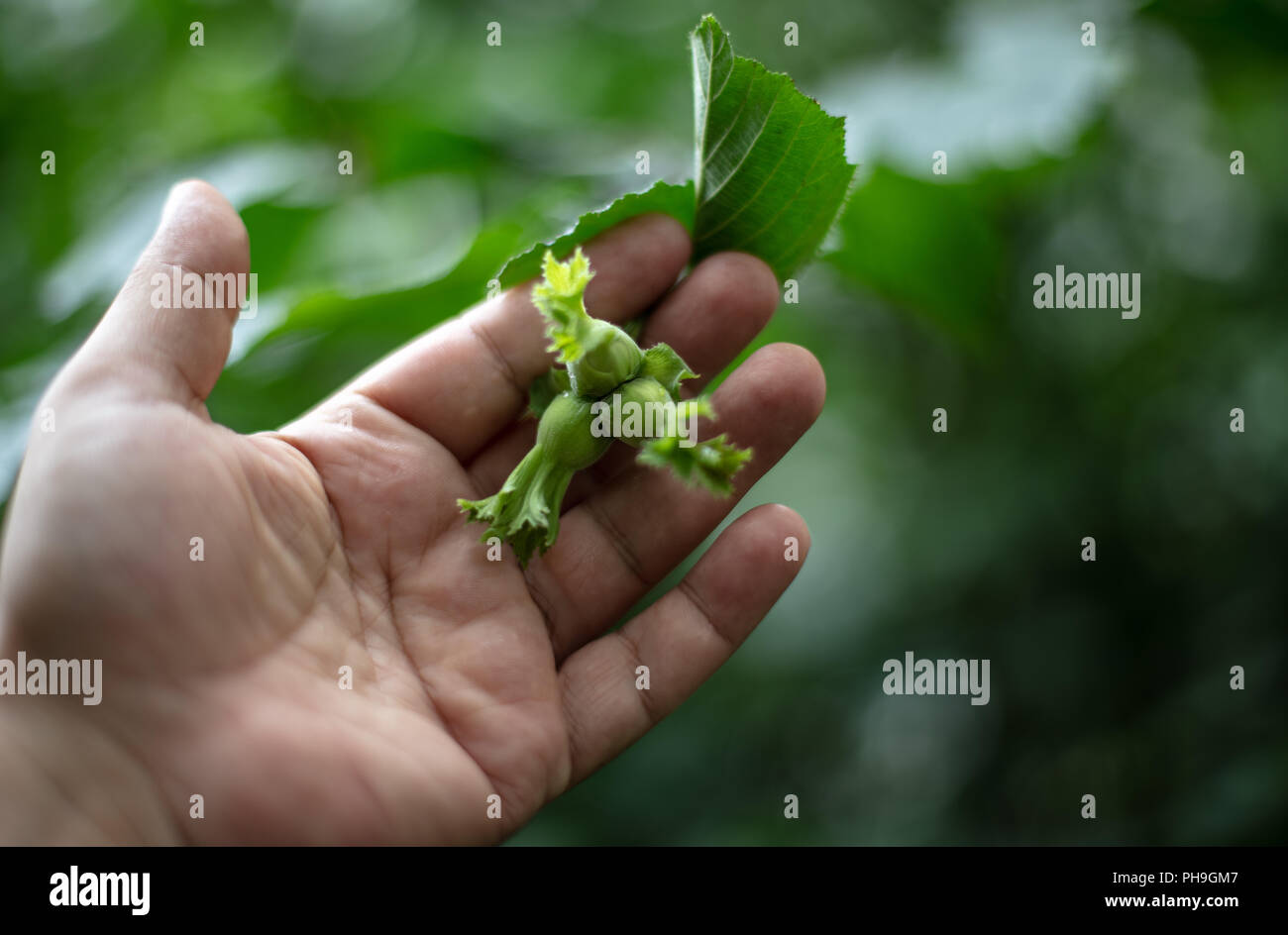 Mano umana tenendo un ramo con tre nocciole verde. Nocciola bush (nocciola), nocciole immaturi. Messa a fuoco selettiva Foto Stock