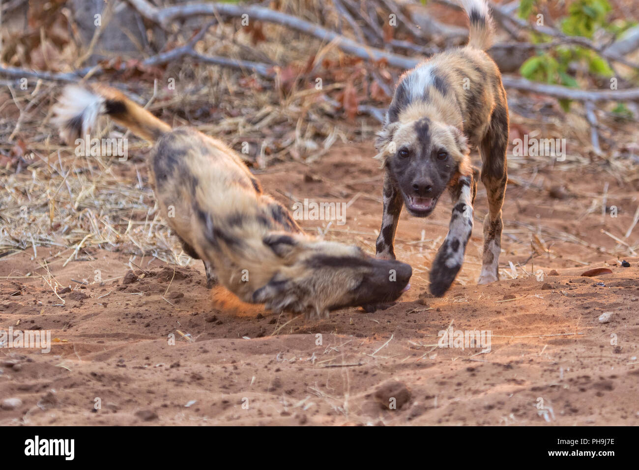 Cane selvatico giocando Kruger National Park Foto Stock