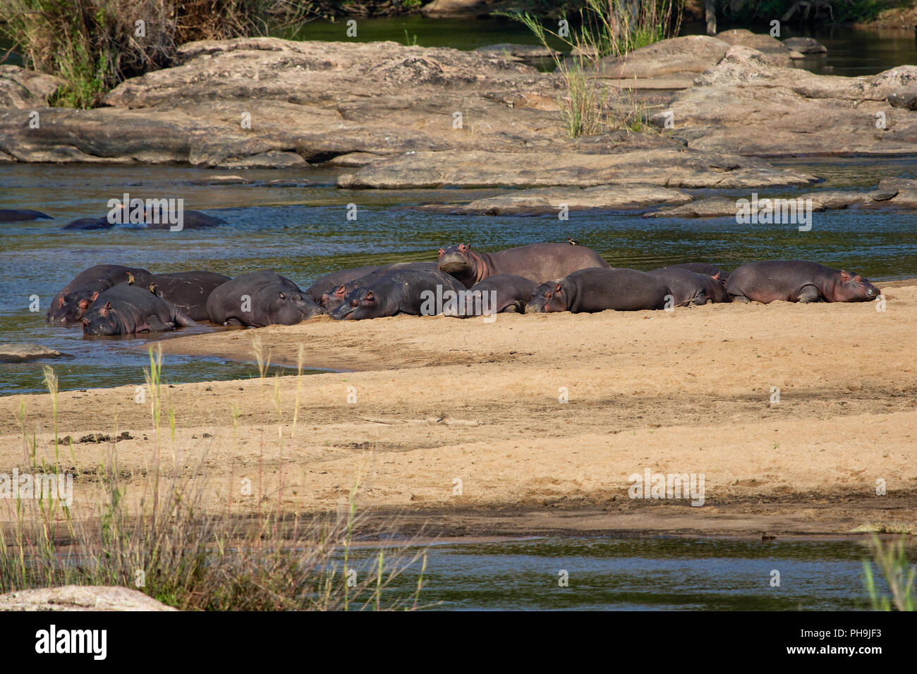 Allevamento di ippopotami avente il resto al Kruger Foto Stock