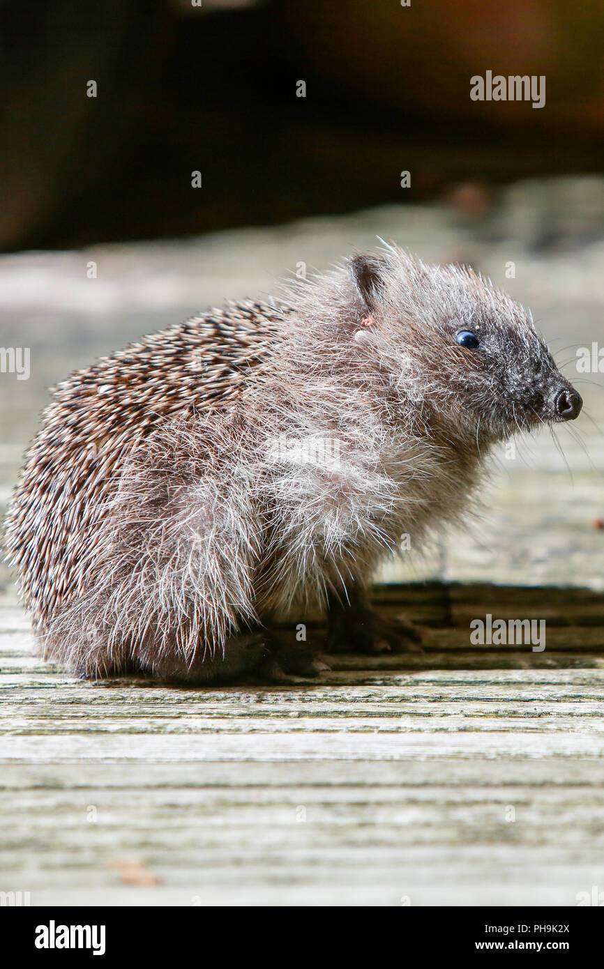 Nativo di hedgehog inglese neonati o hoglets, mangiare in un giardino suburbano dopo il tramonto Foto Stock