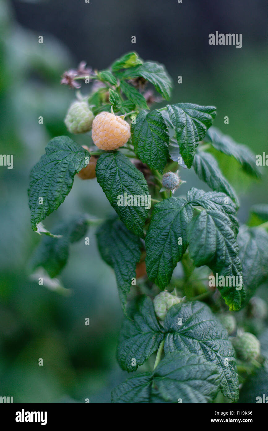 Giallo dorato lampone bush con frutti maturi nel giardino biologico Foto Stock