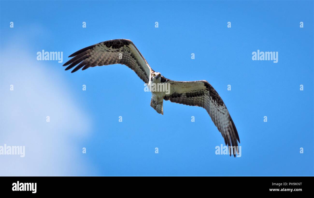 Osprey Flying Blue Sky Foto Stock