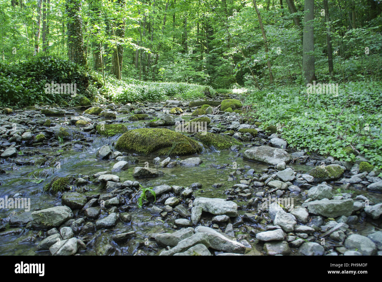 Brook vicino a Braunsbach chiamato Oelklinge, Baden-Wuerttemberg Foto Stock