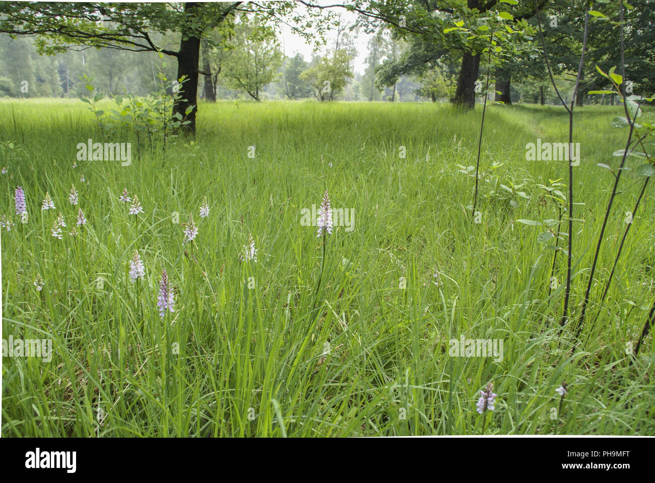 Orchidee nel bosco di pascolo, Waldenburg montagne, Baden-Wuerttemberg Foto Stock