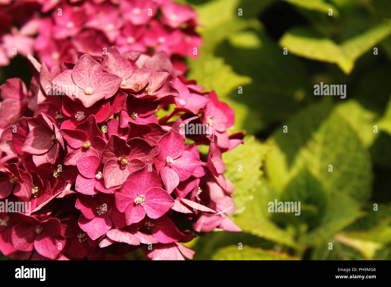 Viola sullo sfondo delle ortensie, lo spazio per la copia Foto Stock