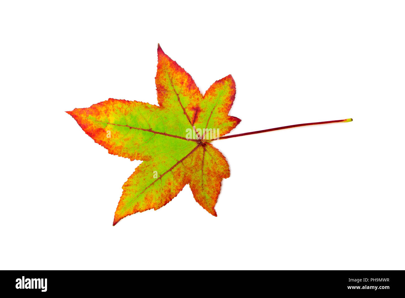 Uno colorato Foglia di acero in autunno su bianco Foto Stock