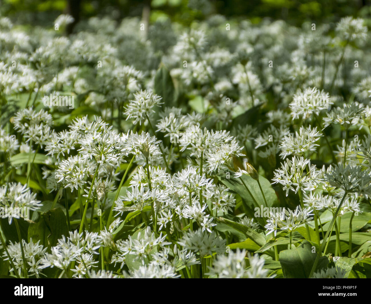 Aglio selvatico nella foresta di pianura Foto Stock