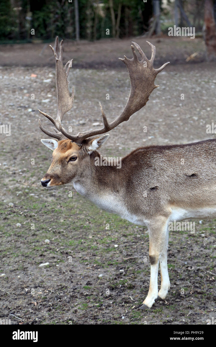 Daini, Cervus dama, Foto Stock