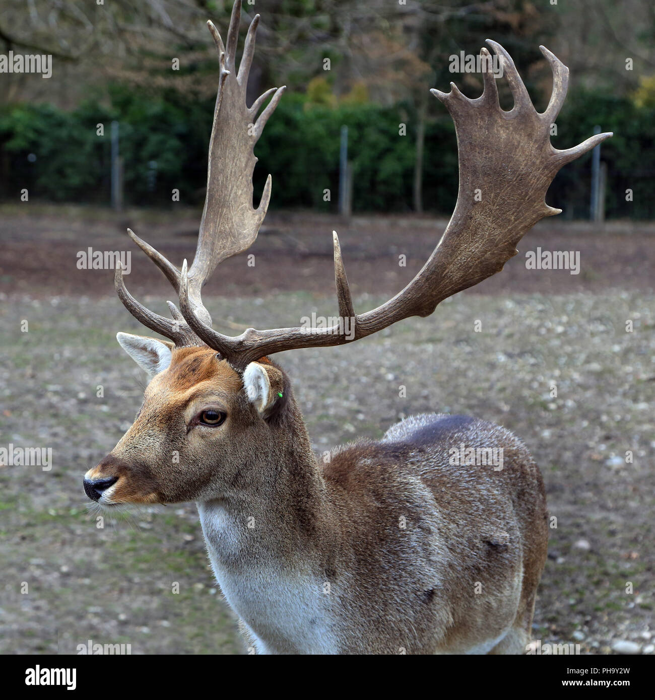 Daini, Cervus dama, Foto Stock