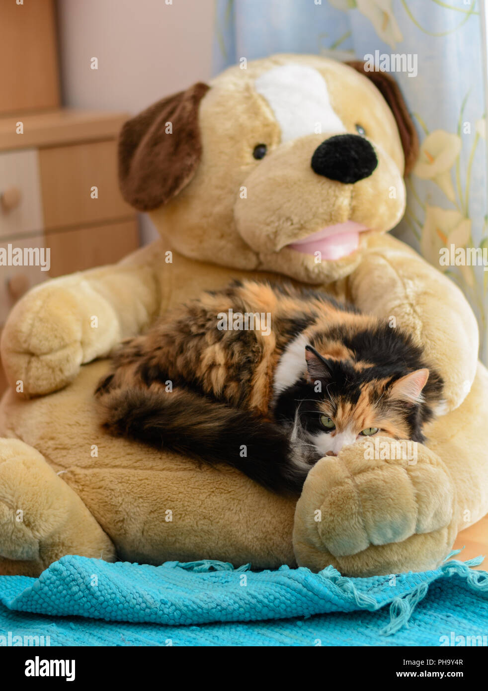 Tre colori Gatto sdraiato sul cane di peluche come posto per dormire Foto Stock