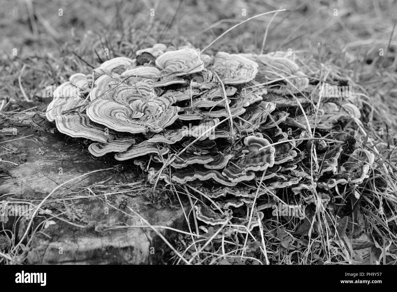 Splendidamente modellato del touchwood - bianco e nero shot Foto Stock Splendidamente modellato del touchwood - bianco e nero shot Foto Stock